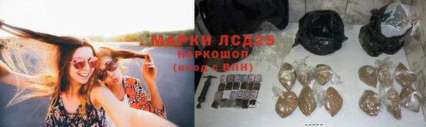 хмурый Аркадак