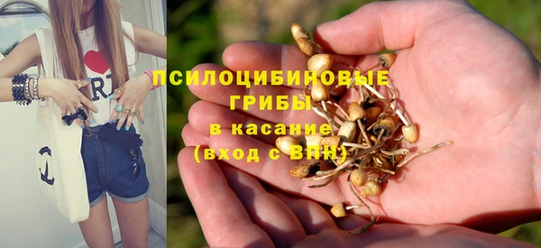 хмурый Аркадак